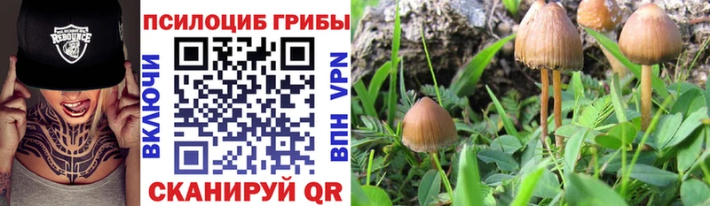 Галлюциногенные грибы Psilocybe  Лесосибирск 